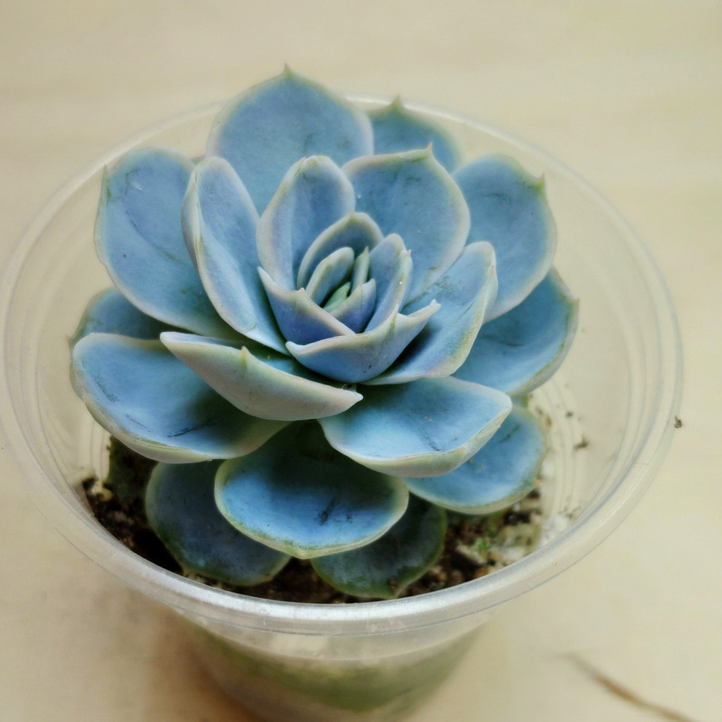 Эхеверия Blue Surprise