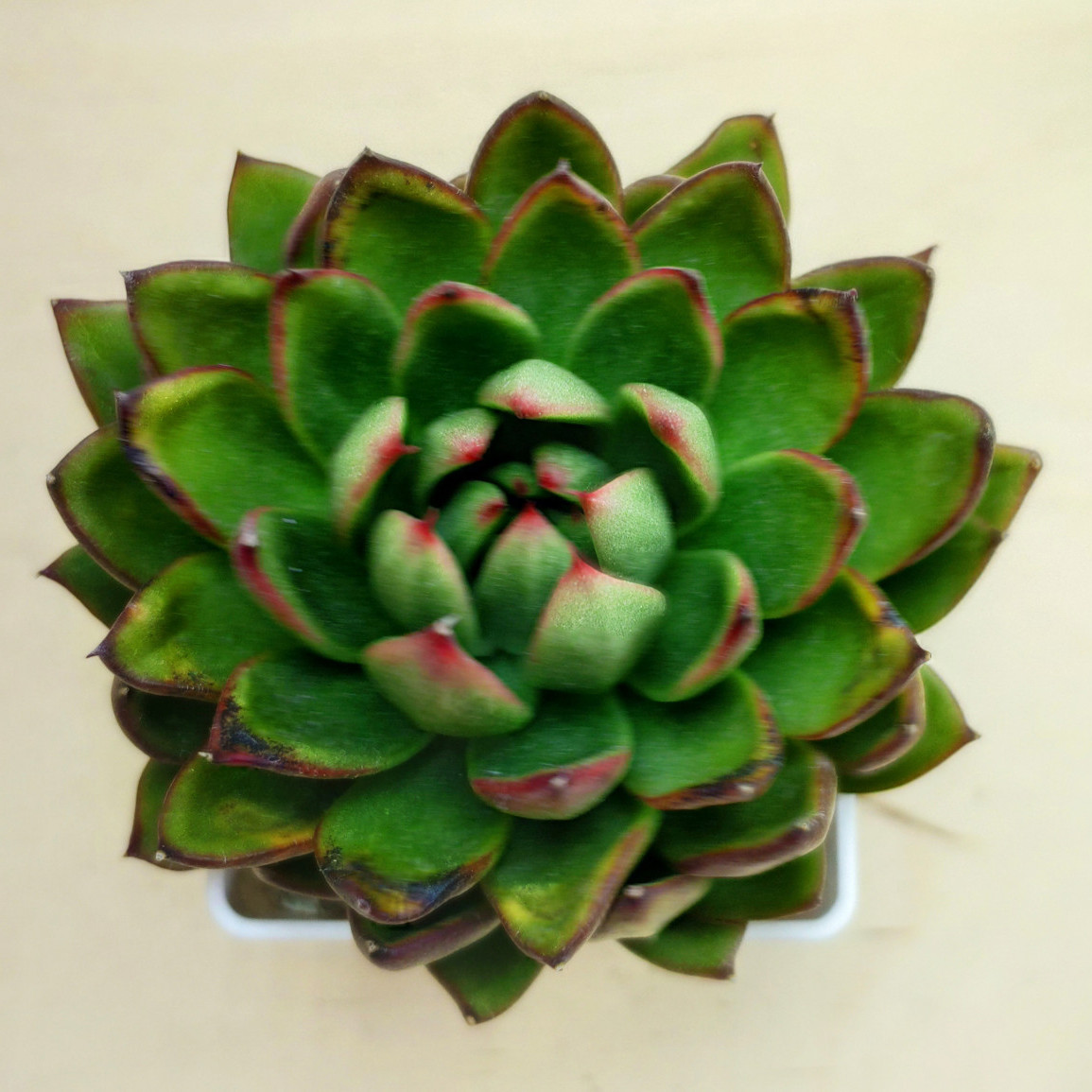 Эхеверия Agavoides