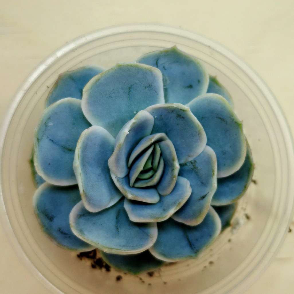 Эхеверия Blue Surprise