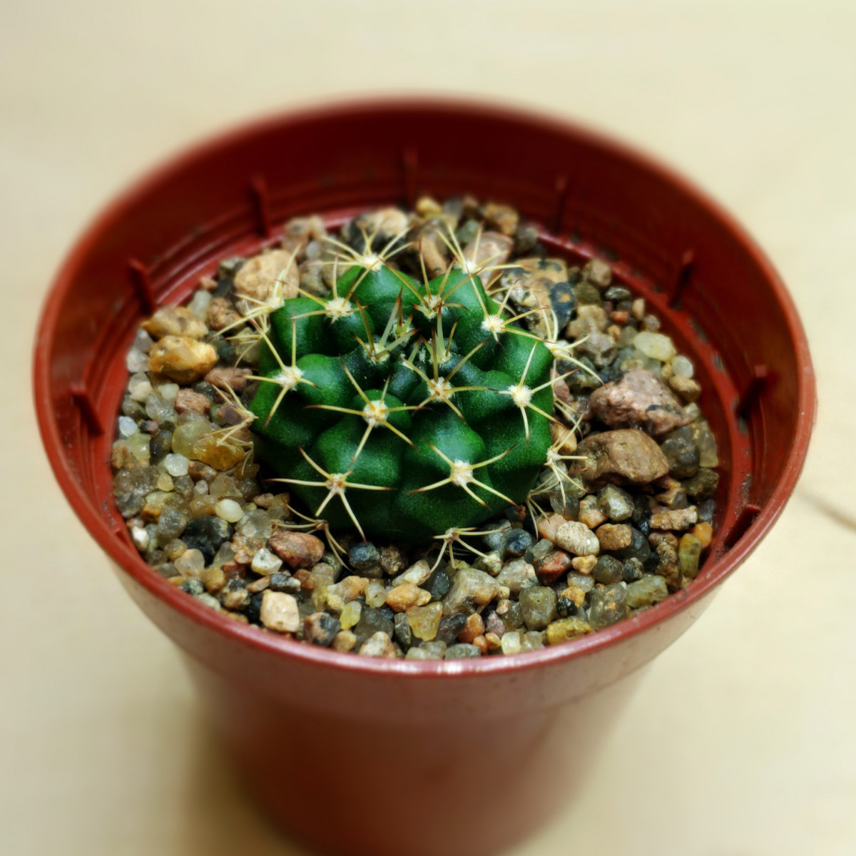 Gymnocalycium mihanovichii