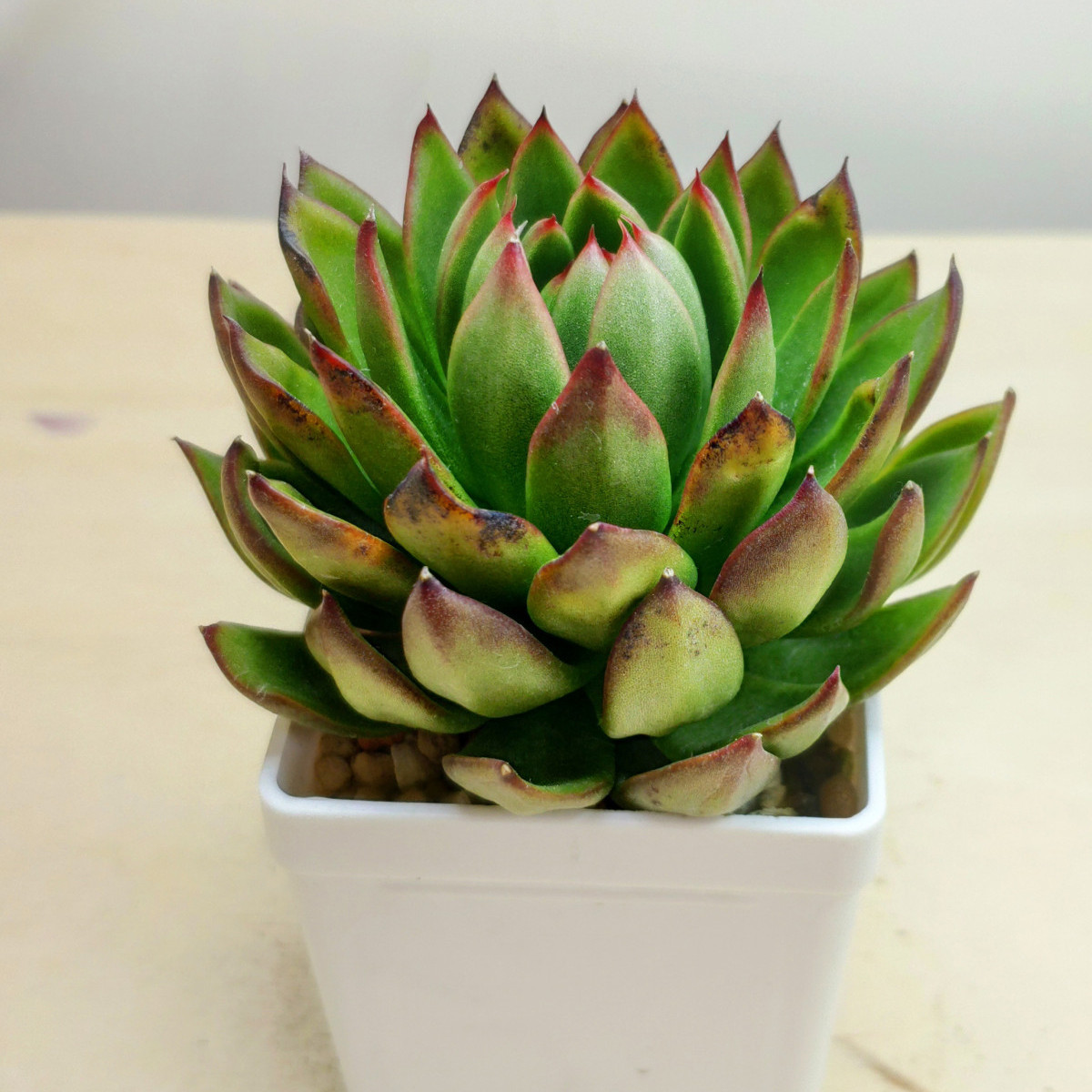 Эхеверия Agavoides