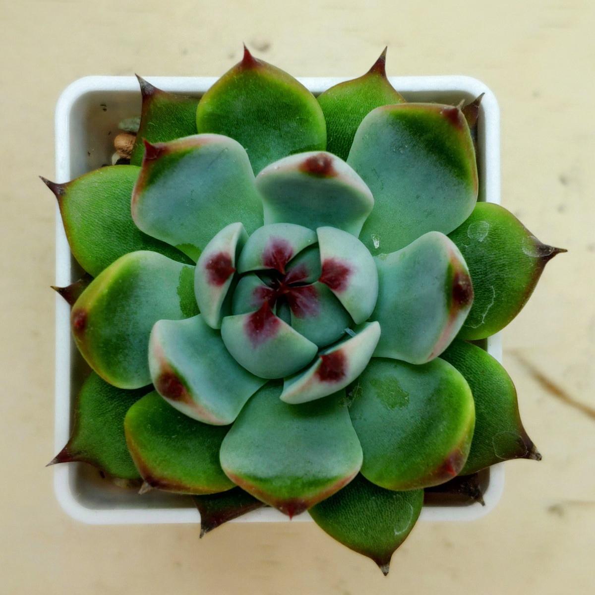 Купить Эхеверия Colorata