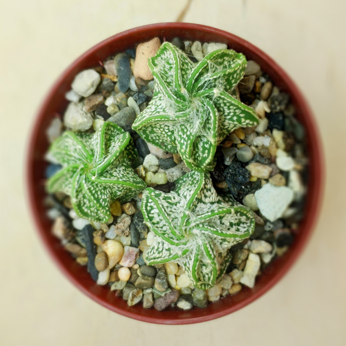 Astrophytum niveum