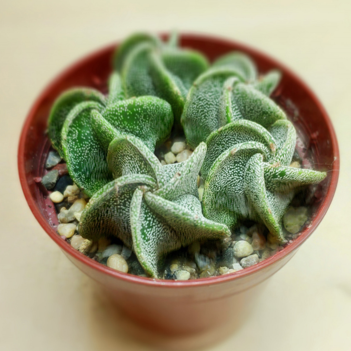Astrophytum myriostigma