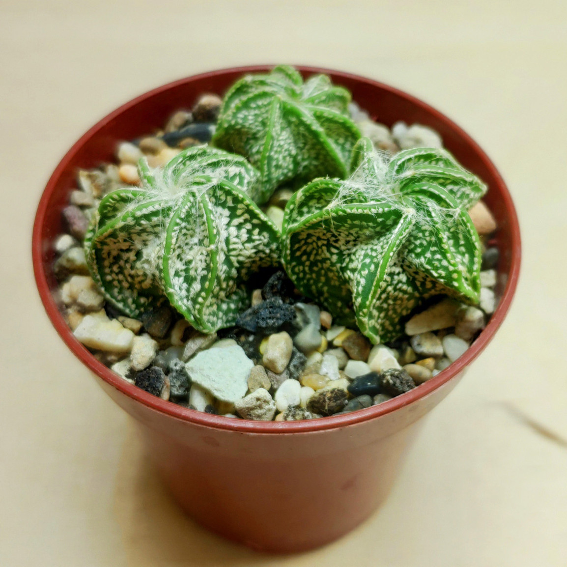 Astrophytum niveum