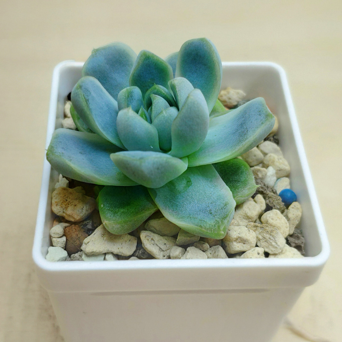 Эхеверия Elegans var 'albicans'