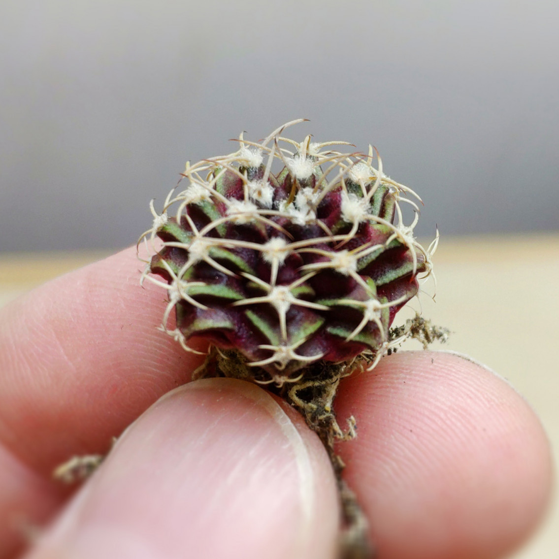 Gymnocalycium mihanovichii