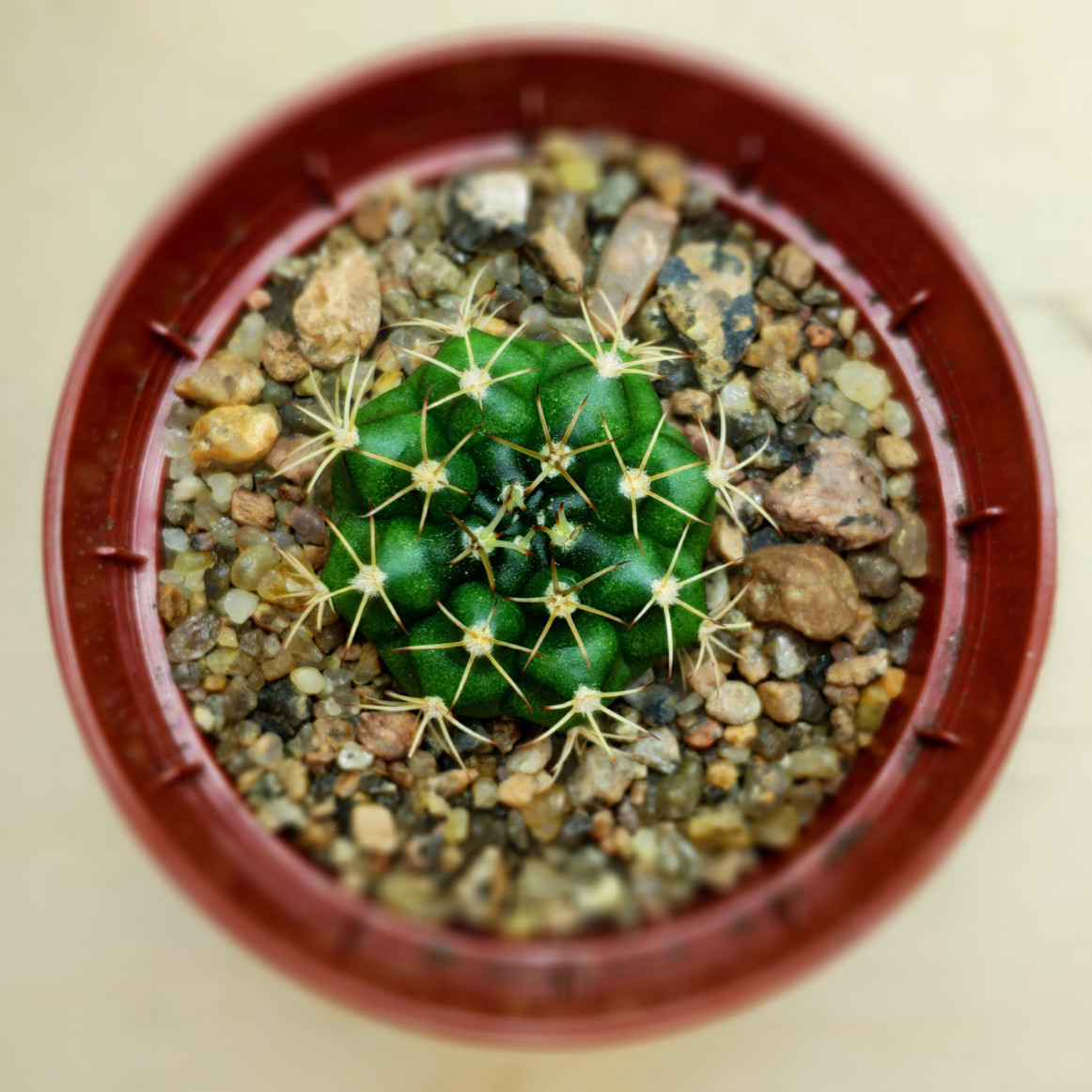 Gymnocalycium mihanovichii