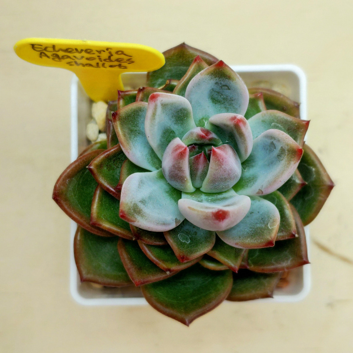 Эхеверия Agavoides Shallot