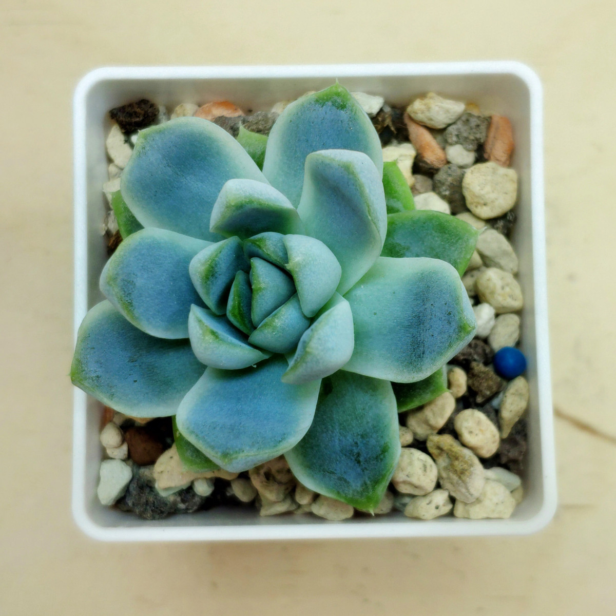 Эхеверия Elegans var 'albicans'