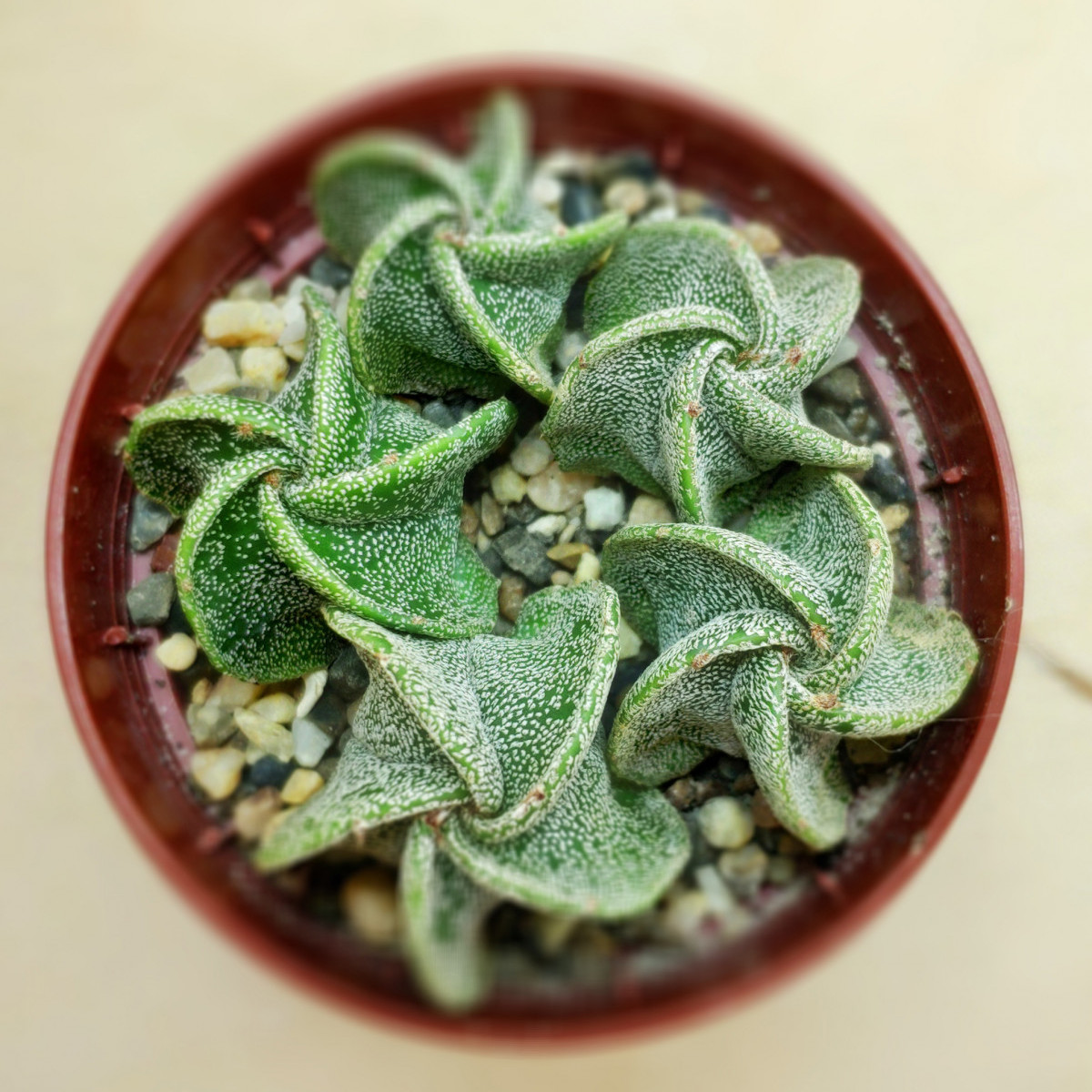 Astrophytum myriostigma