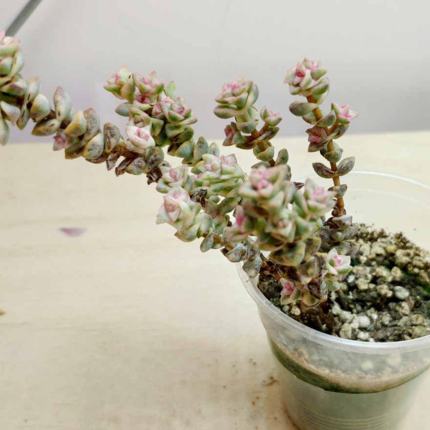 Крассула Rupestris variegata