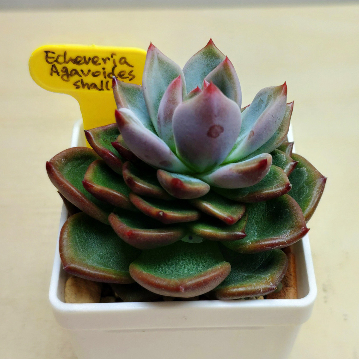 Эхеверия Agavoides Shallot