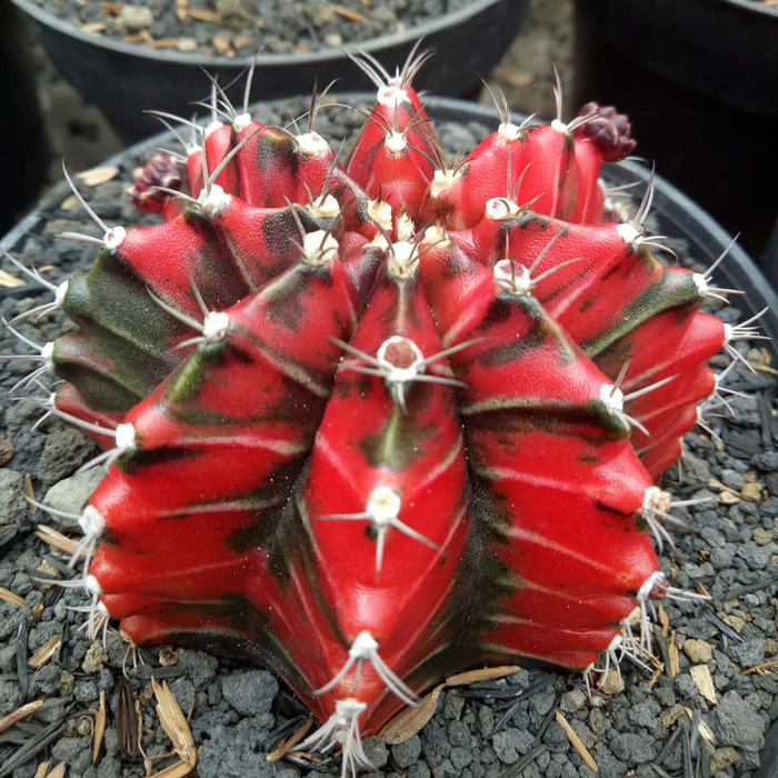 Купить Семена GYMNOCALYCIUM mihanovichii variegata