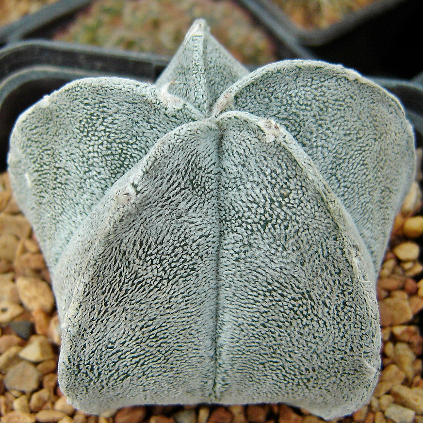 Семена ASTROPHYTUM coahuilense