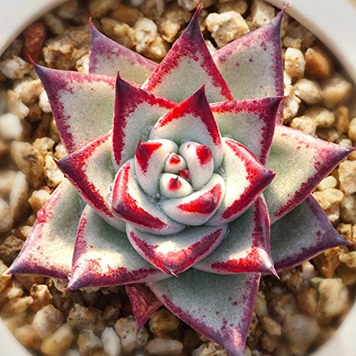 Семена ECHEVERIA Agavoides Ebony