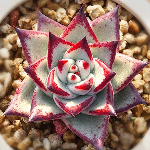 Купить Семена ECHEVERIA Agavoides Ebony