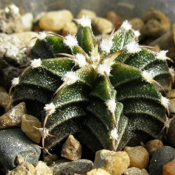 Купить Семена GYMNOCALYCIUM friedrichii v. moserianum